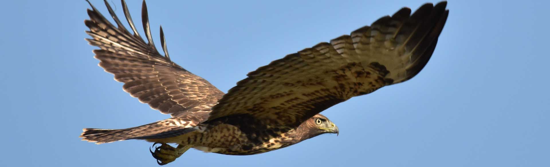 Flickr Photo of a dark red-tailed hawk by USFWS Mountain-Prairie